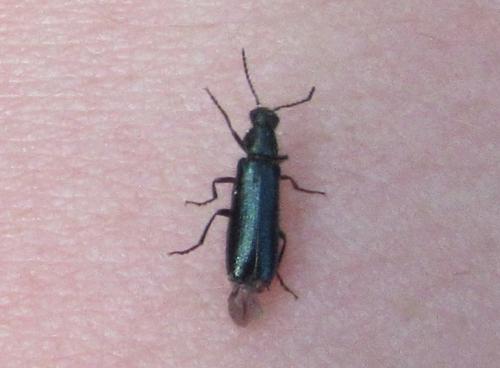 Réf. 316 983 : Dasytes caeruleus